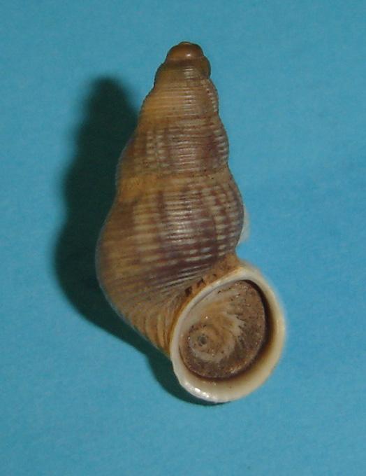 tudorella sulcata (Draparnaud,1805)